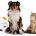 Animales y Mascotas